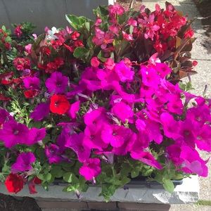 Meet your Posher, Maria